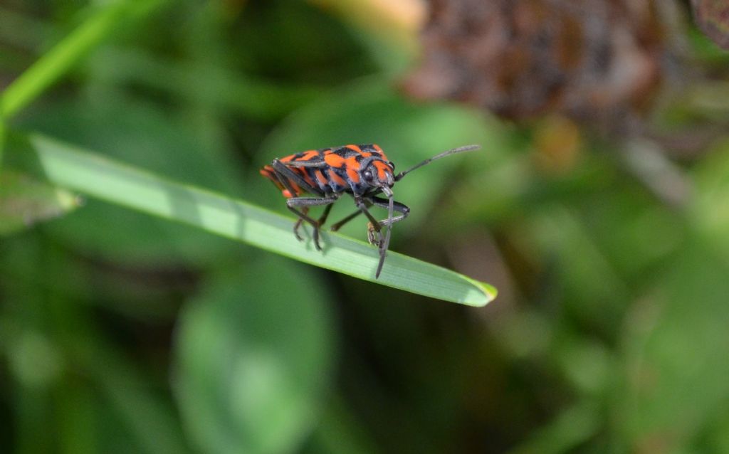 Lygaeidae: Spilostethus saxatilis della Lombardia (BG)